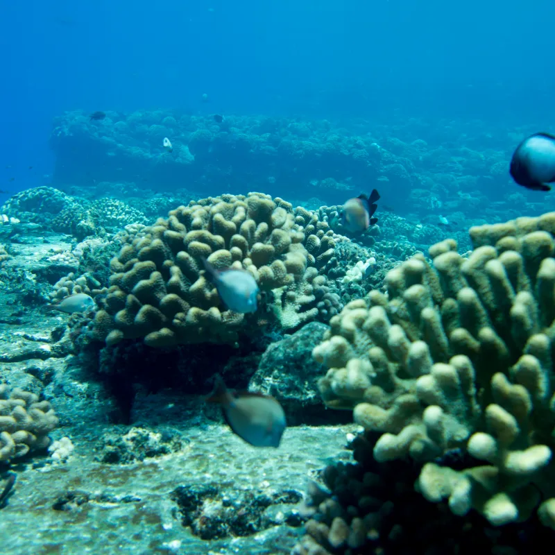 Underwater scene with coral and various fish swimming in clear blue water.