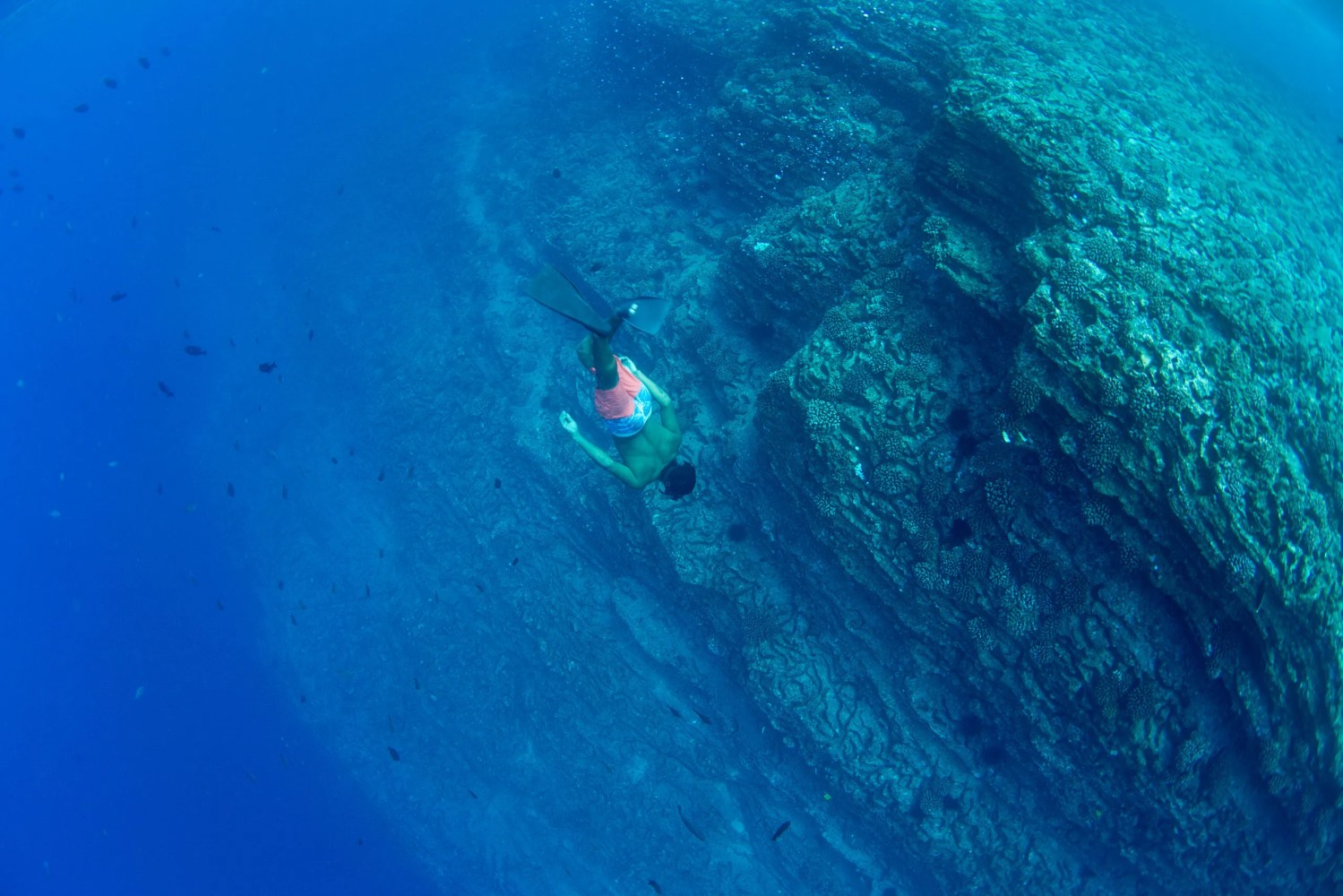 Person snorkeling near a coral reef in clear blue water.