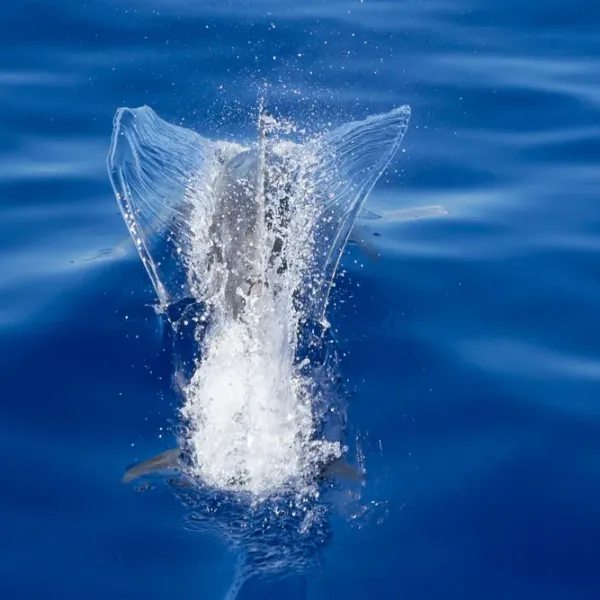 Fish leaping upwards, creating splash in clear blue ocean water.