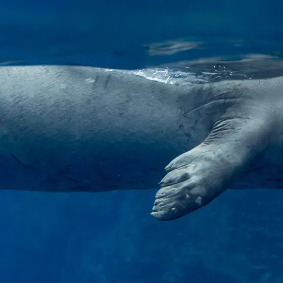 Seal swimming underwater with clear blue background.