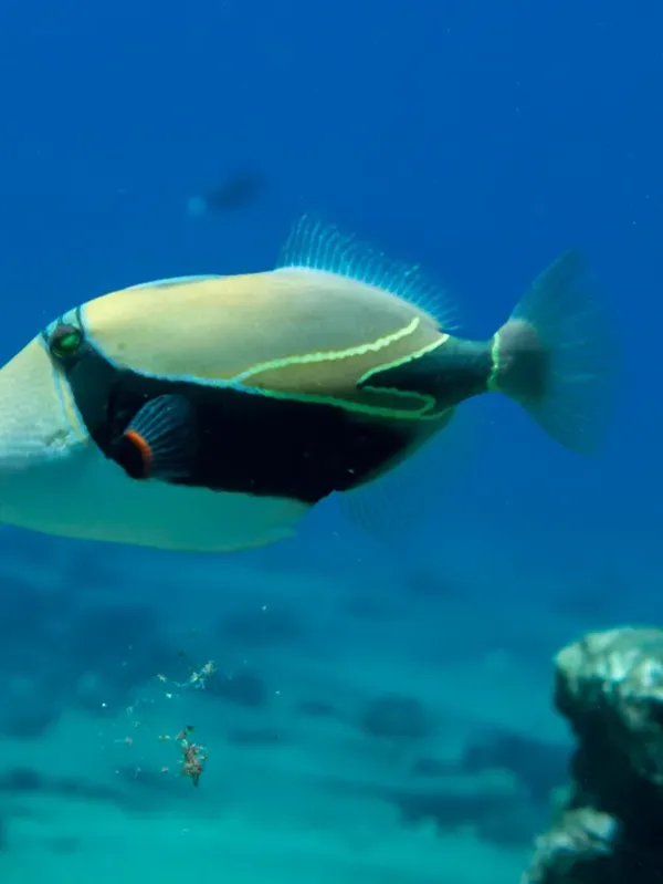 A colorful tropical fish swimming near rocks in clear blue water.