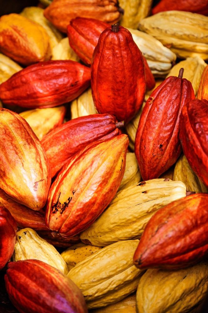Close-up of ripe yellow and red cacao pods piled together.