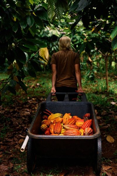 Person pushing wheelbarrow full of cacao pods through lush foliage.