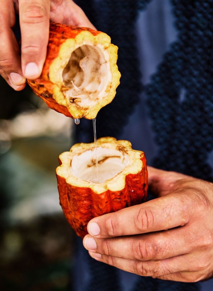 Hands holding a split cacao pod with liquid dripping from top half.