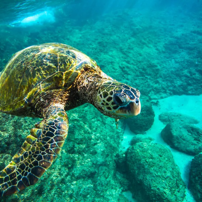 Sea turtle swimming underwater above rocks with sunlight filtering through.